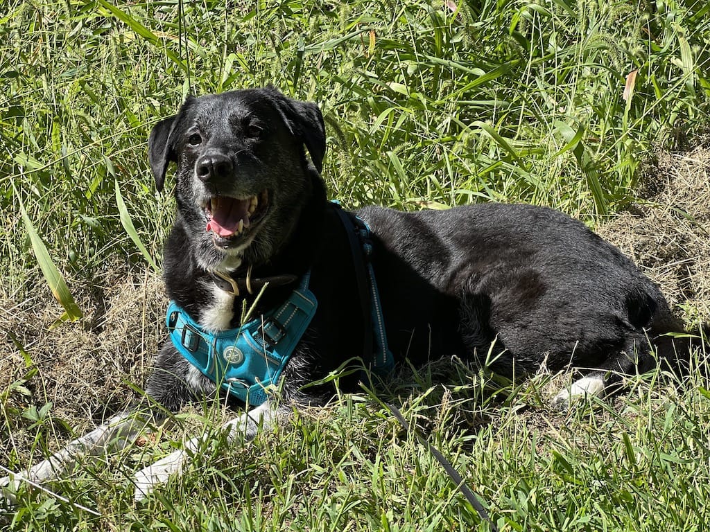 Image showcasing Anxiety Dog Training Broken Arrow | our approach