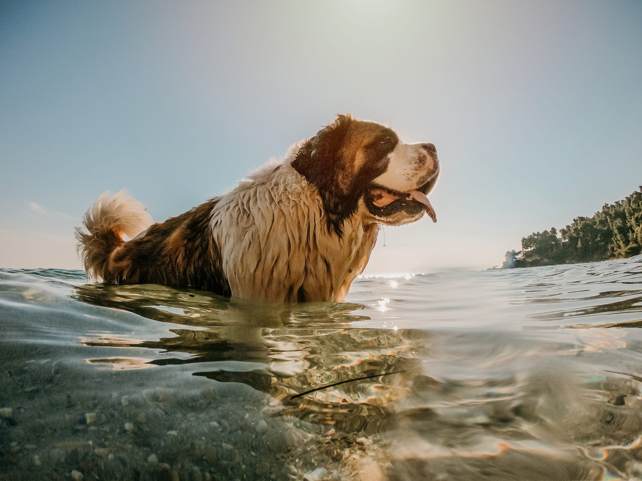 boise-idaho-dog-training-teaching-owners-how-to-train