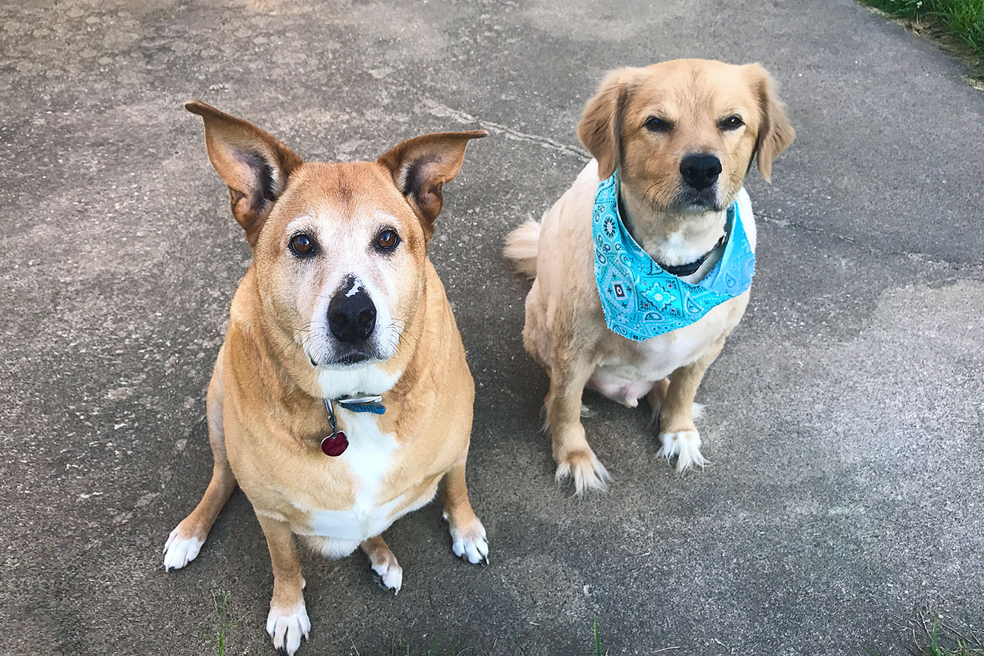 Dog Training In Boise, Idaho Making Bagels For Beagles