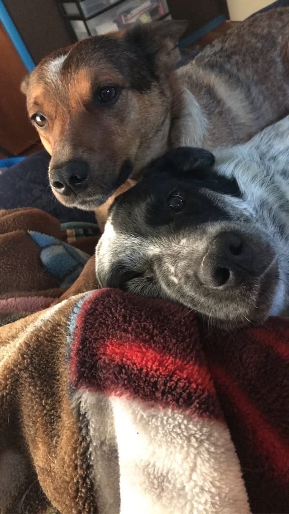 Dog training in Broken Arrow impressive, dog training