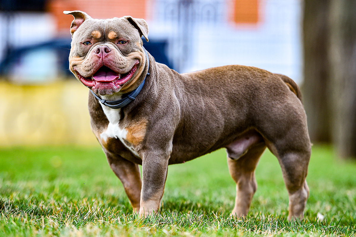 Find Dog Trainers In Boise, Idaho | B.O.O.M Methods