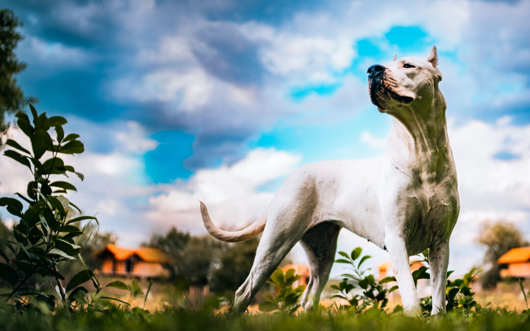Find a Dog Trainer Near Ogden, Utah Attitudes Come FullCircle