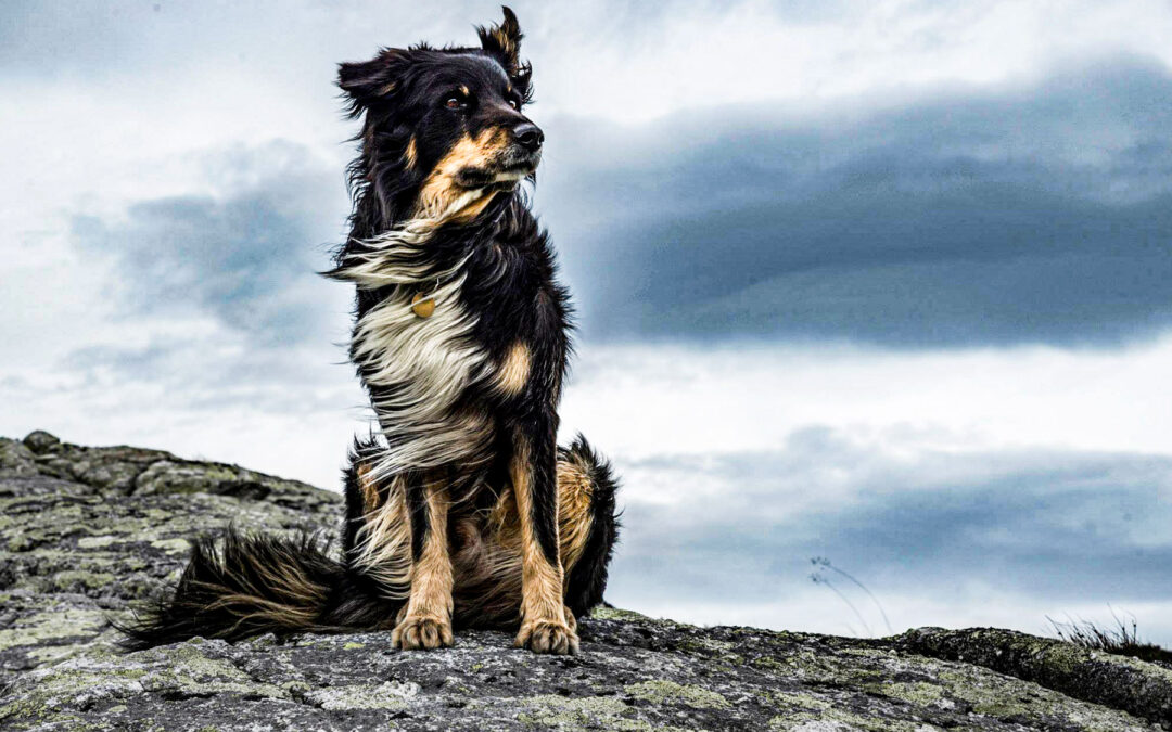 Find the Best Ogden, Utah Dog Trainers Available For All Dogs