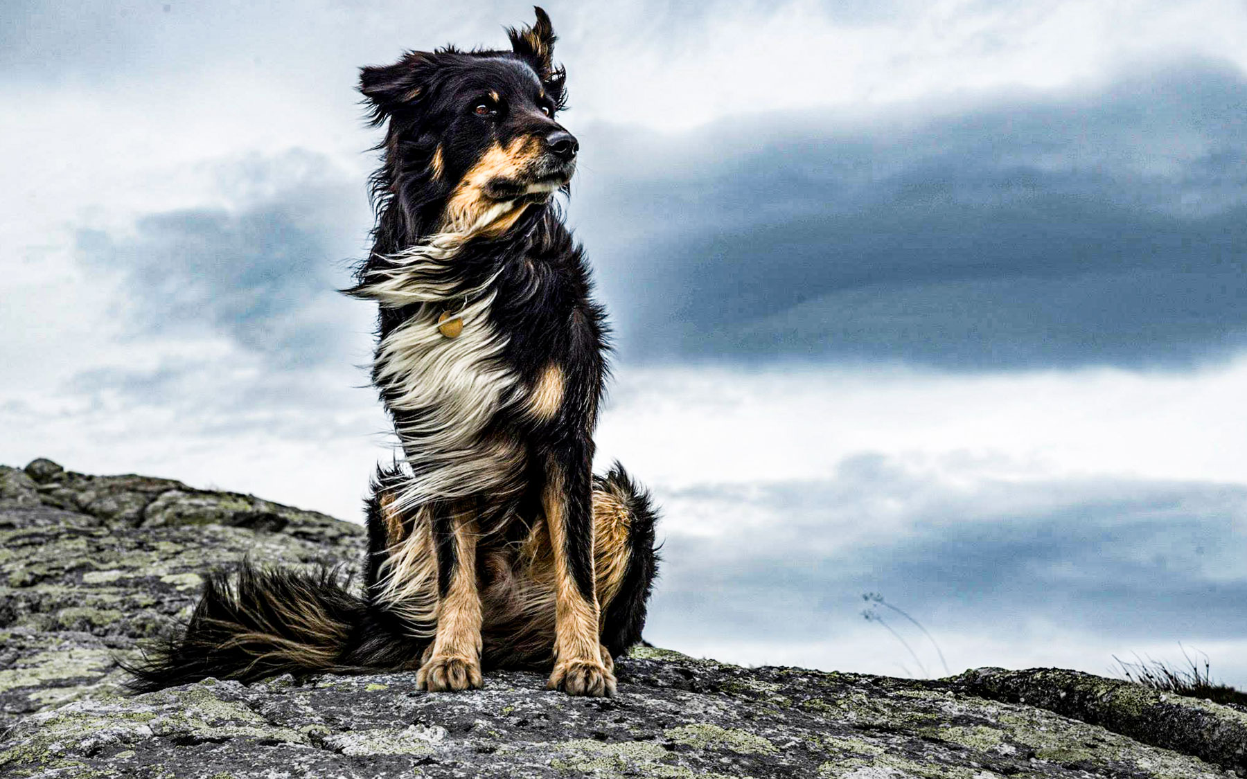 Oklahoma City Dog Training Service OKC Dog Training Service