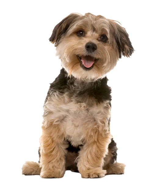 Find The Best Tulsa, Oklahoma Dog Trainers