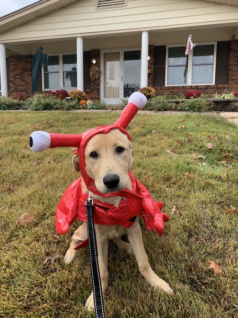 Owasso Dog Trainers Your First Lesson for 50 Cents