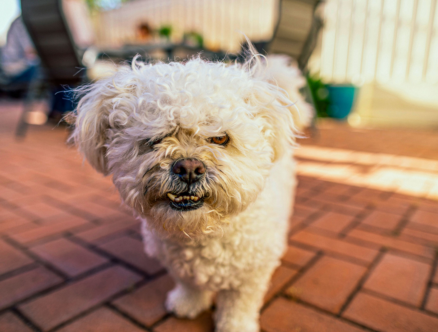 Owasso OK Dog Trainer Dog boarding school
