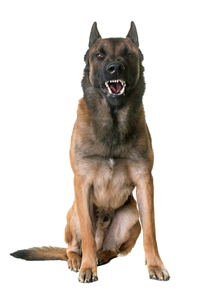 Tulsa Aggressive Dog Training Dog Isolated