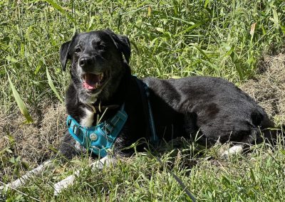 Tulsa Dog Training 206