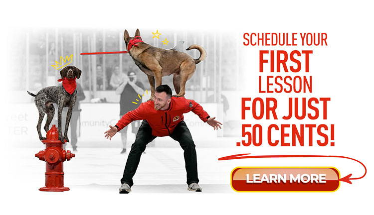 TulsaDogTraining TopLeft Image