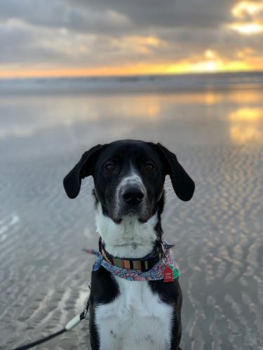 Tulsa Dog Training 165