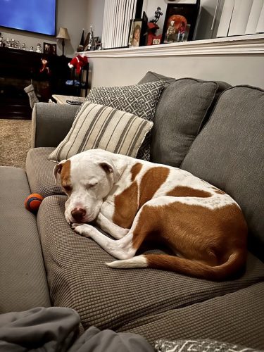 Tulsa Dog Training 166