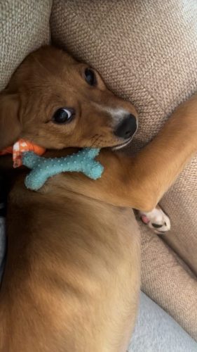 Tulsa Dog Training 167