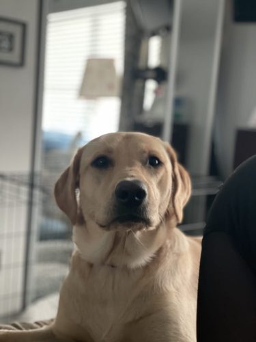 Tulsa Dog Training 168