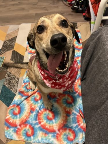 Tulsa Dog Training 169