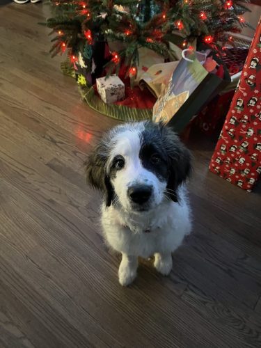 Tulsa Dog Training 170