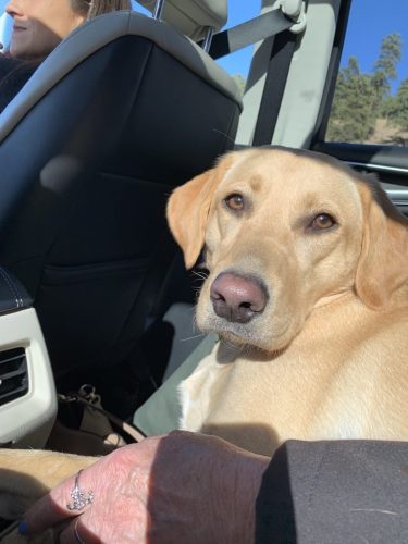 Tulsa Dog Training 171