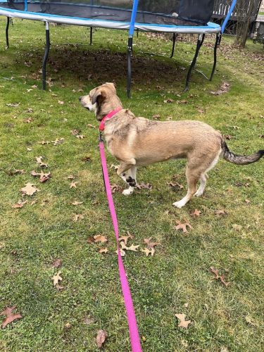 Tulsa Dog Training 172