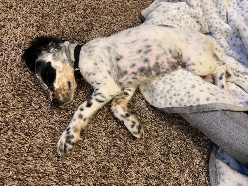 Tulsa Dog Training 173