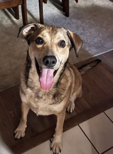 Tulsa Dog Training 174