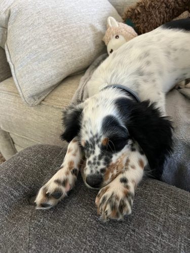 Tulsa Dog Training 175