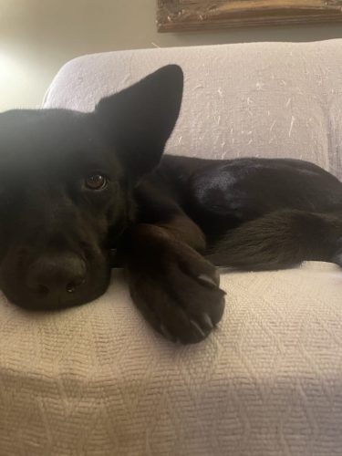 Tulsa Dog Training 176