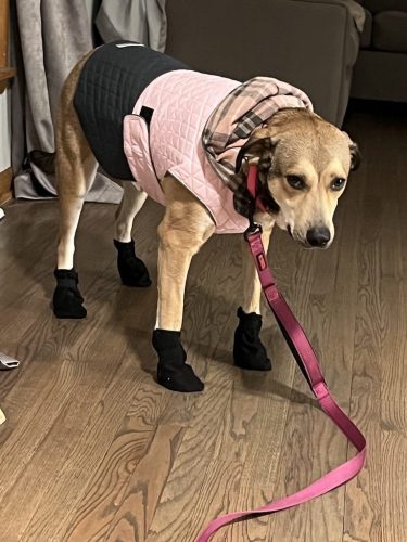 Tulsa Dog Training 177