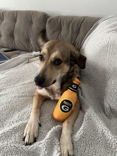 Tulsa Dog Training 178