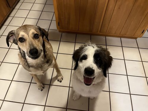 Tulsa Dog Training 179