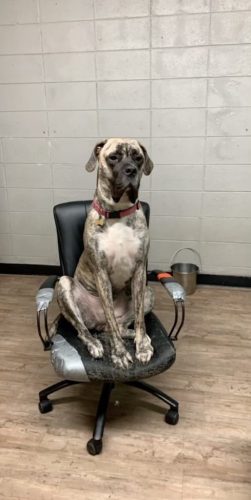 Tulsa Dog Training 180