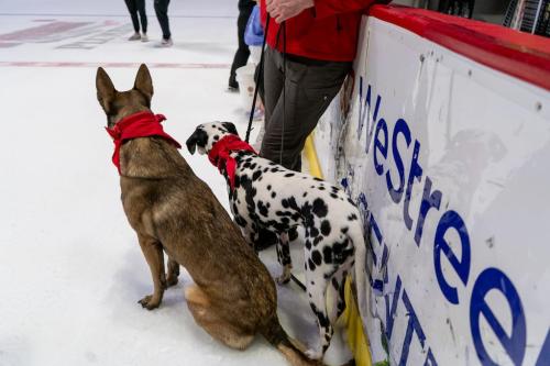 Tulsa Dog Training 290