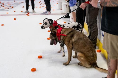 Tulsa Dog Training 291