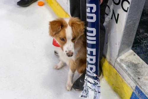 Tulsa Dog Training 293