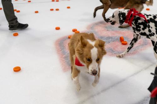 Tulsa Dog Training 296