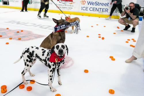 Tulsa Dog Training 299
