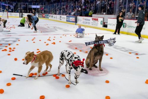 Tulsa Dog Training 300