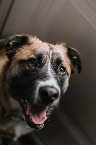 Dog-Trainer-Tulsa-1268