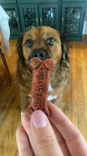 Dog-Trainer-Tulsa-1274