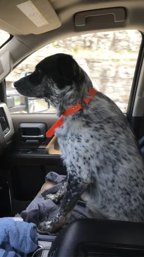 Dog-Trainer-Tulsa-1276