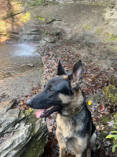 Dog-Trainer-Tulsa-1278