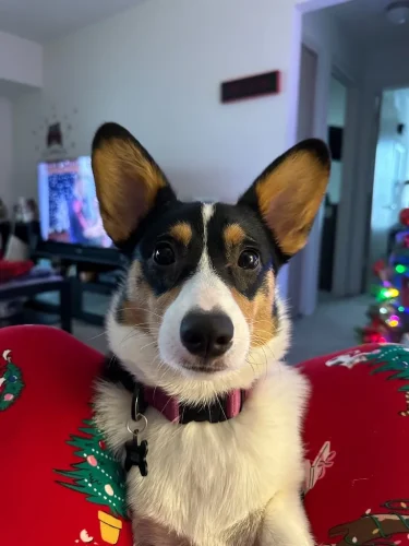 Dog-Trainer-Tulsa-1282