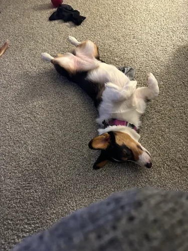 Dog-Trainer-Tulsa-1285