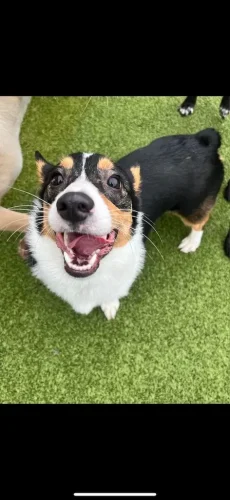 Dog-Trainer-Tulsa-1288