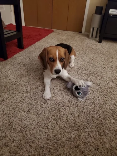 Dog-Trainer-Tulsa-1290