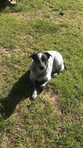 Dog-Trainer-Tulsa-1292