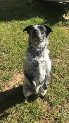 Dog-Trainer-Tulsa-1294