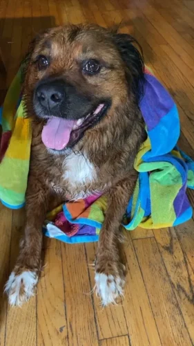 Dog-Trainer-Tulsa-1296