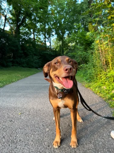 Dog-Trainer-Tulsa-1298