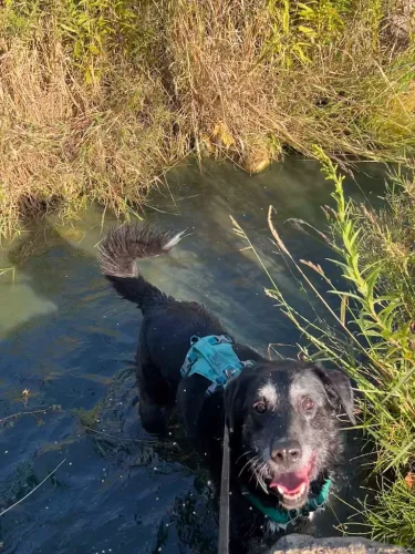 Dog-Trainer-Tulsa-1300