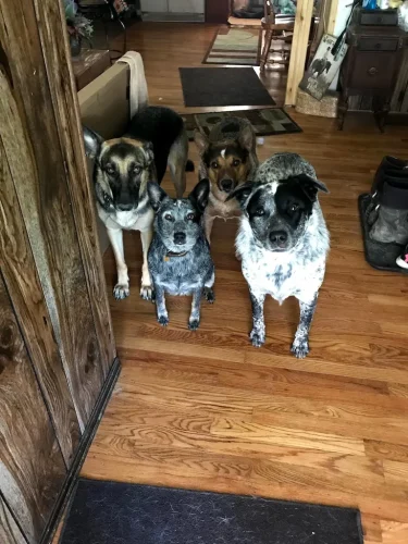 Dog-Trainer-Tulsa-1302